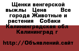 Щенки венгерской выжлы › Цена ­ 1 - Все города Животные и растения » Собаки   . Калининградская обл.,Калининград г.